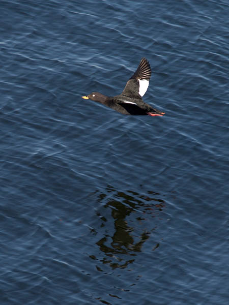 Pilkkasiipi, Velvet Scoter, Melanitta fusca